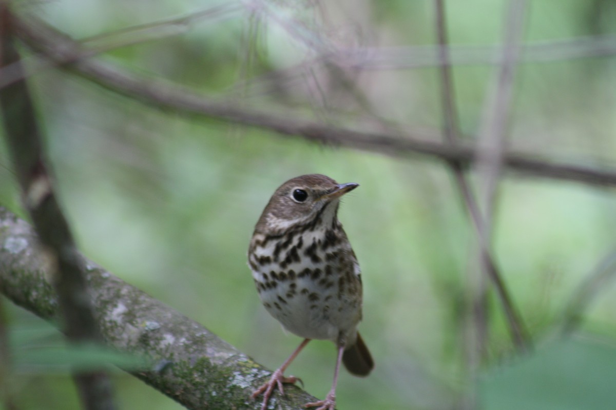 Hermit Thrush - ML640989387