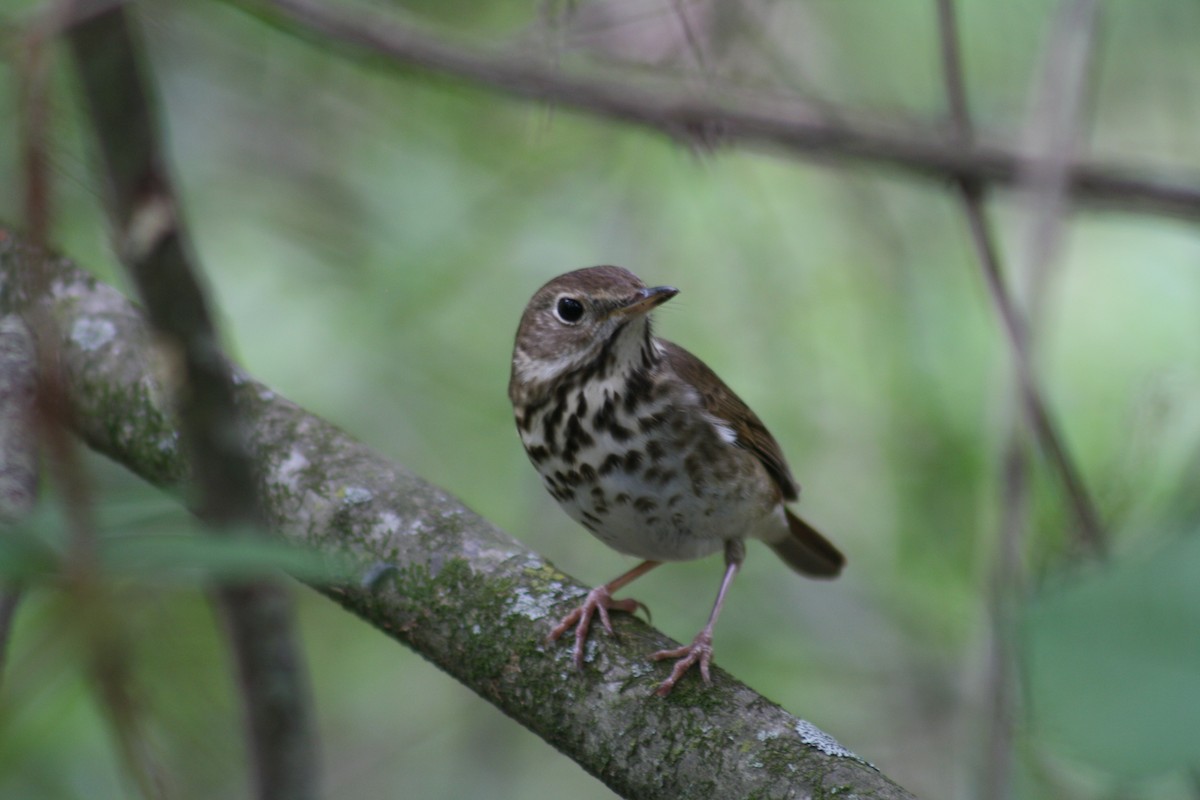 Hermit Thrush - ML640989388