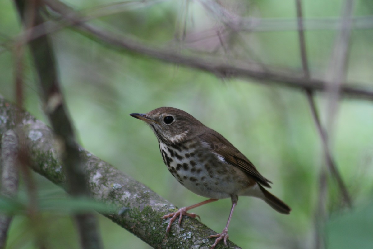 Hermit Thrush - ML640989389