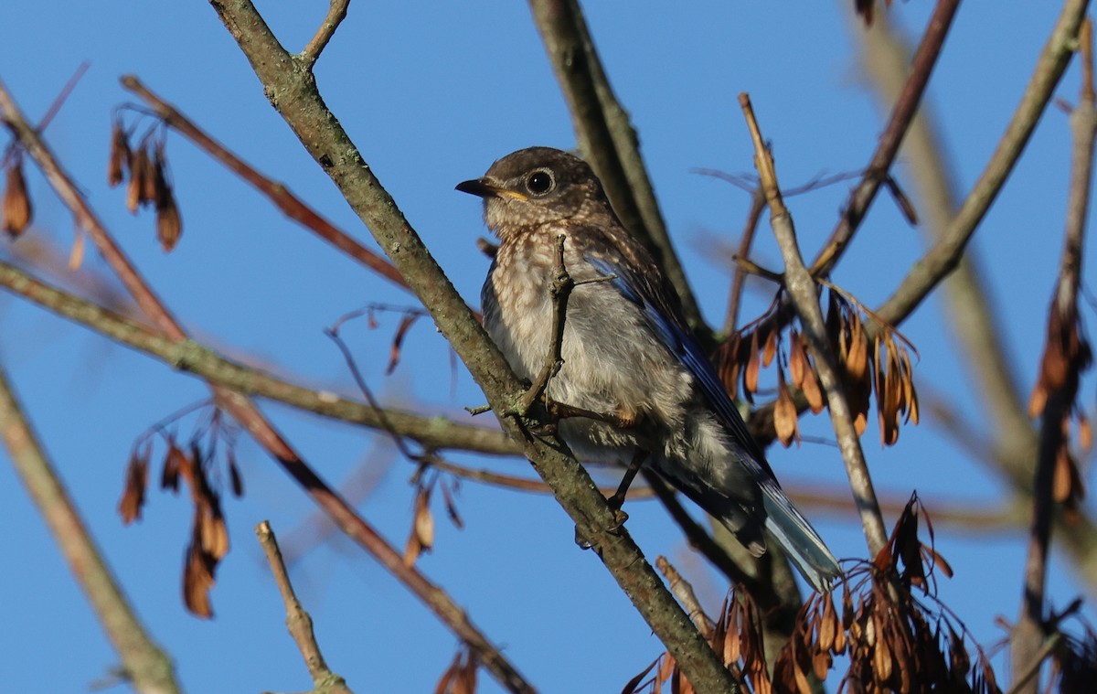 Eastern Bluebird - ML640989428