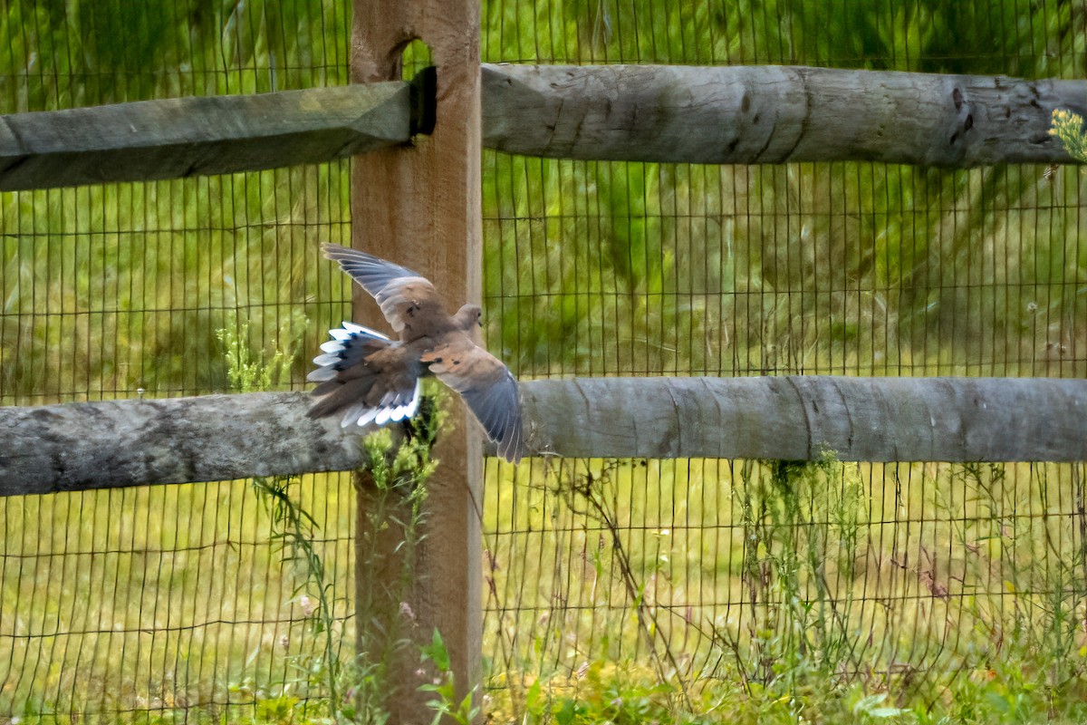 Carolinataube - ML640989437