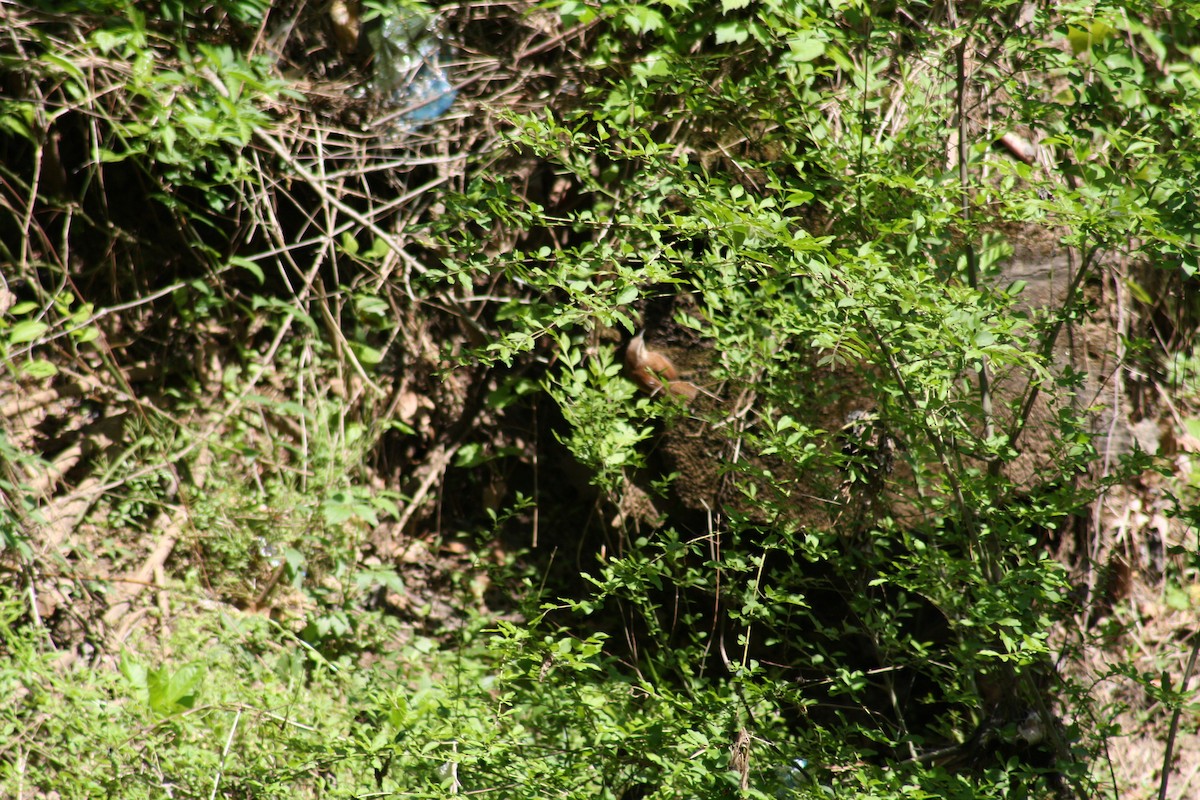Troglodyte de Caroline - ML640989446