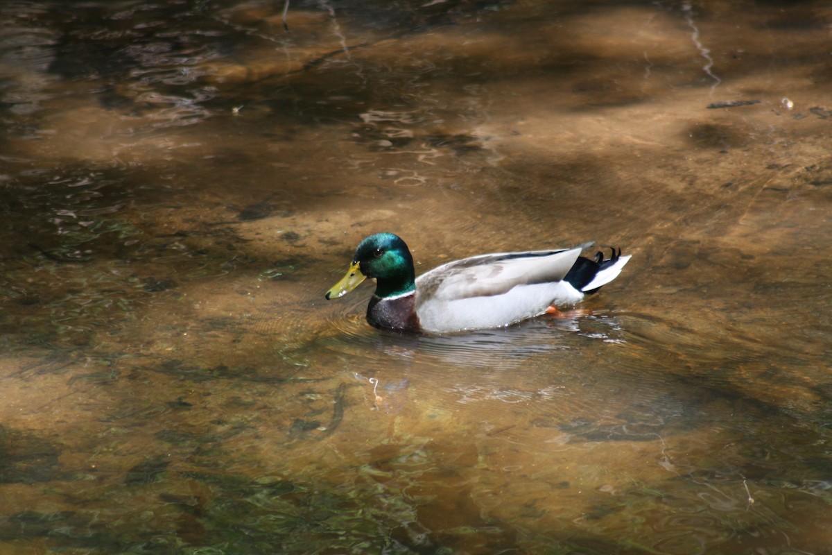 Canard colvert - ML640989468