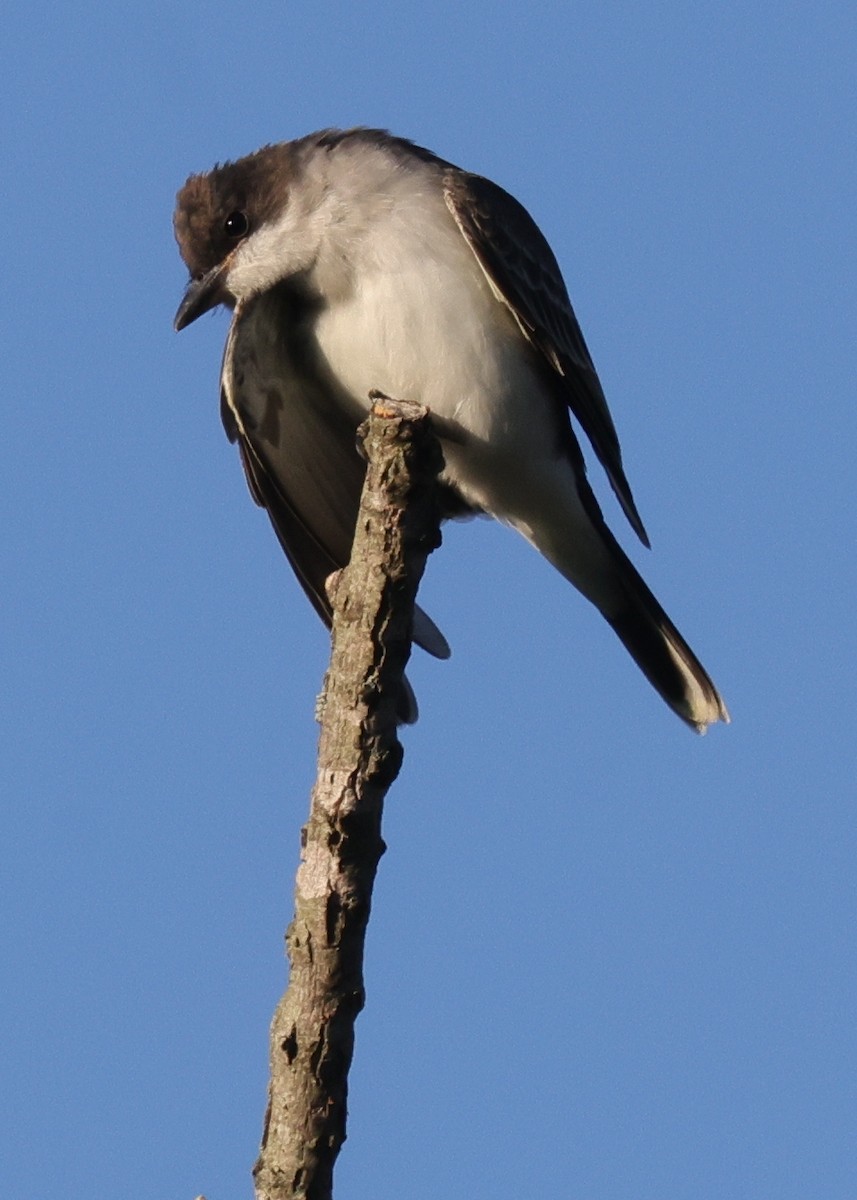 Eastern Kingbird - ML640989476