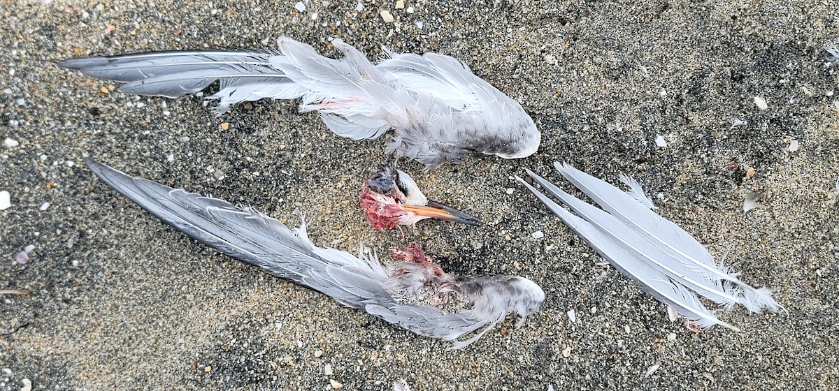 Common/Arctic Tern - ML640989570