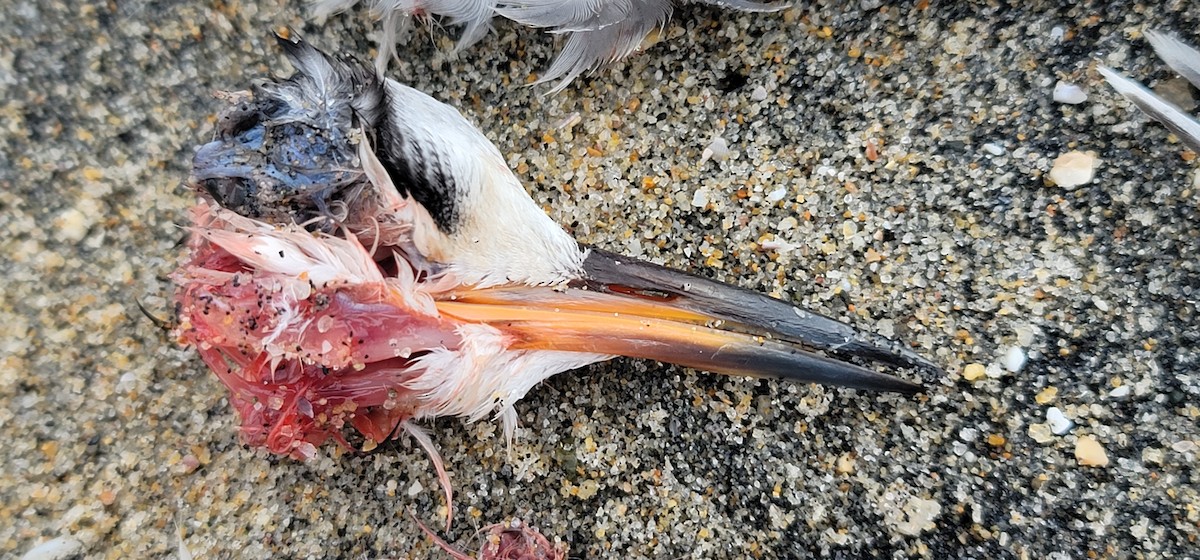 Common/Arctic Tern - ML640989575