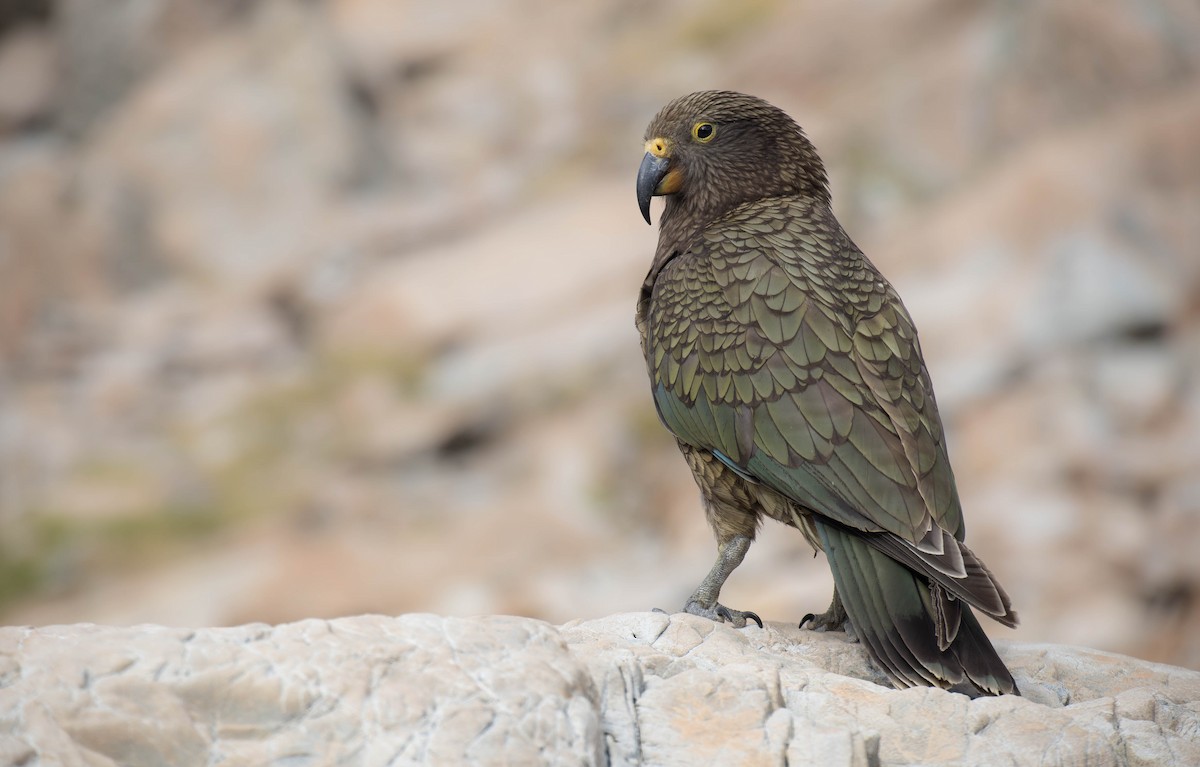 Kea - ML640989583