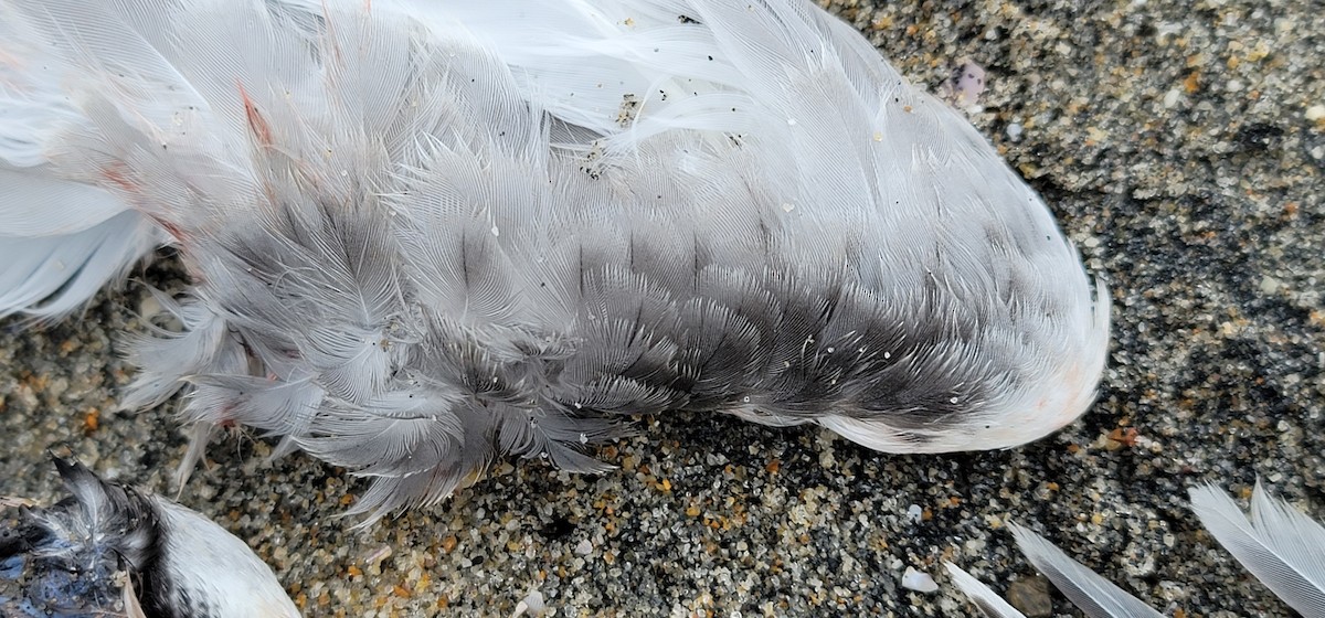 Common/Arctic Tern - ML640989584