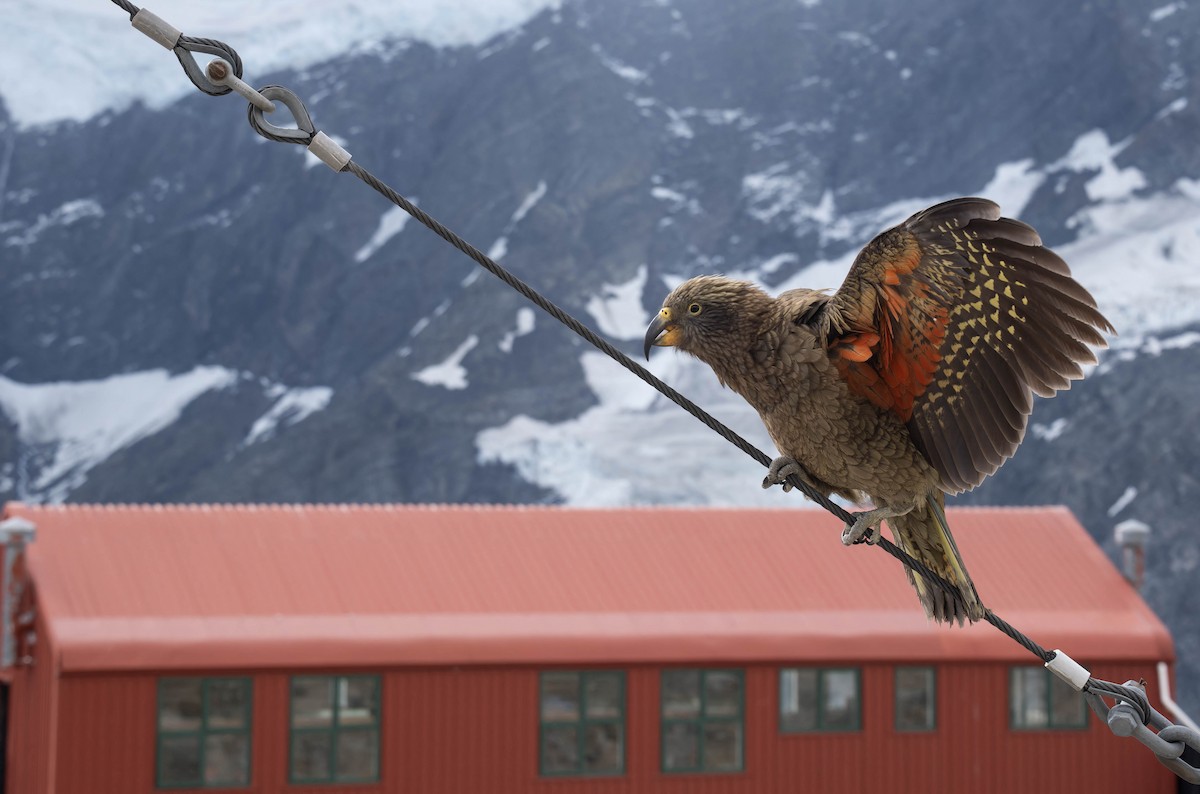 Kea - ML640989587