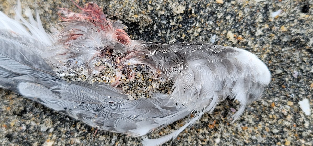 Common/Arctic Tern - ML640989589