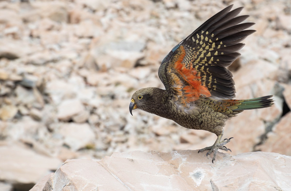 Kea - ML640989590