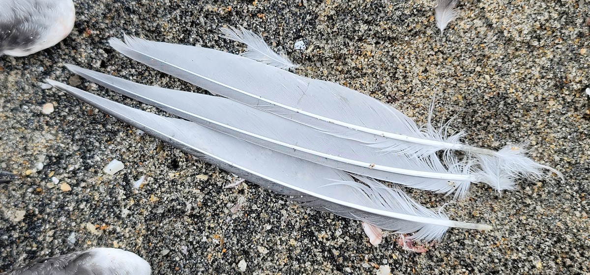 Common/Arctic Tern - ML640989593
