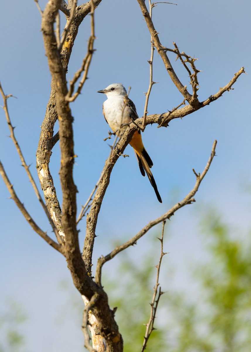 Scissor-tailed Flycatcher - ML640989633