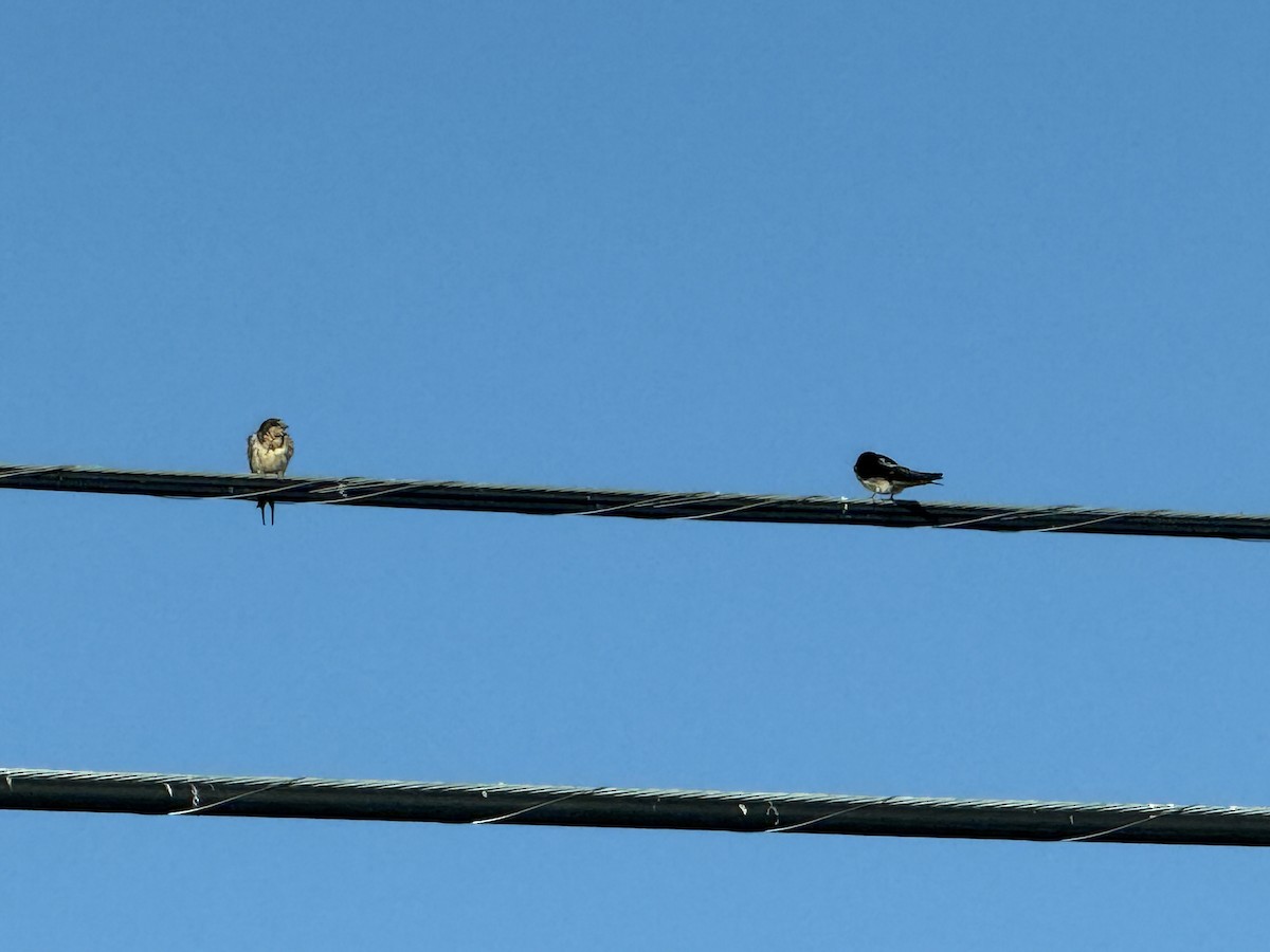 grottesvale - ML640989640