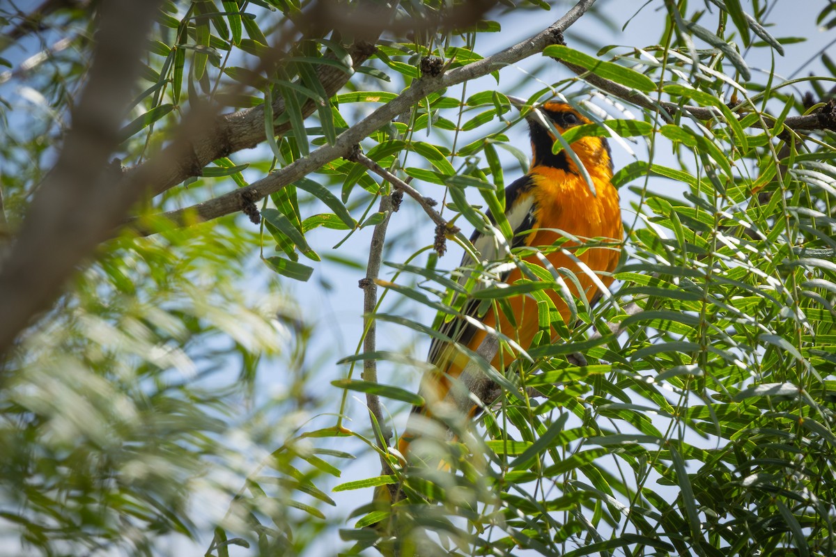 Bullock's Oriole - ML640989661