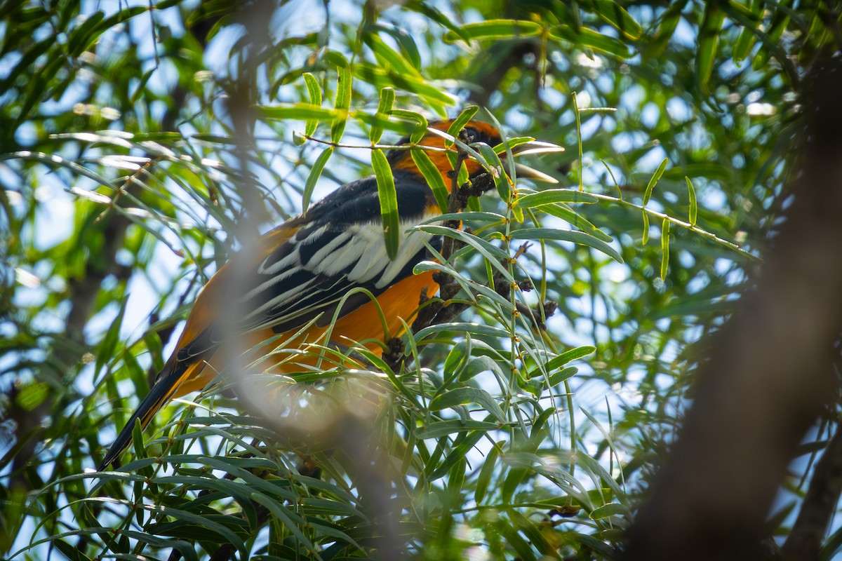 Bullock's Oriole - ML640989662
