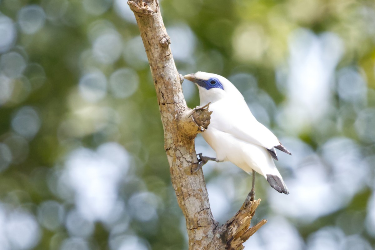 Bali Myna - ML640989694