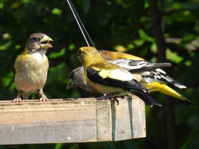 Evening Grosbeak - ML640989702