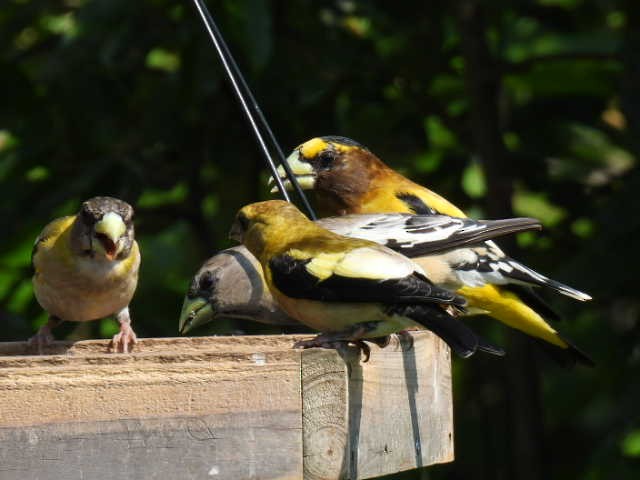 Evening Grosbeak - ML640989704