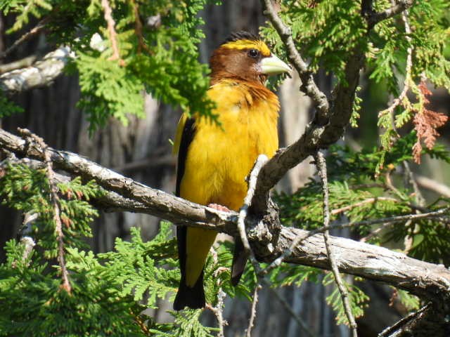 Evening Grosbeak - ML640989707