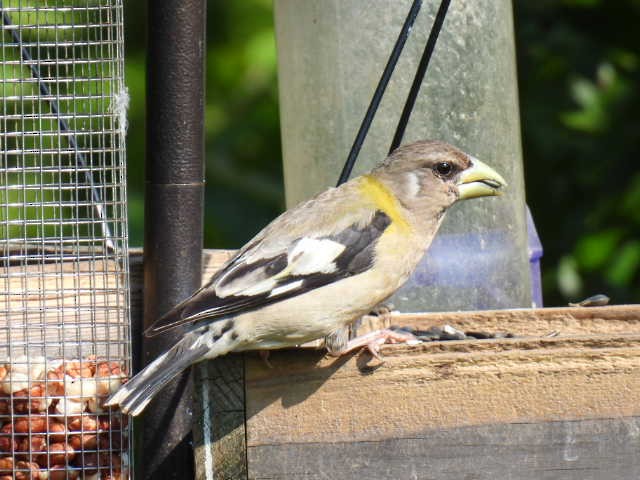 Evening Grosbeak - ML640989709
