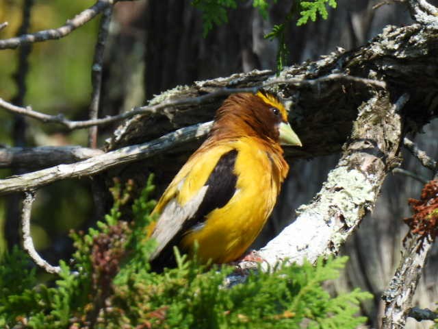 Evening Grosbeak - ML640989711