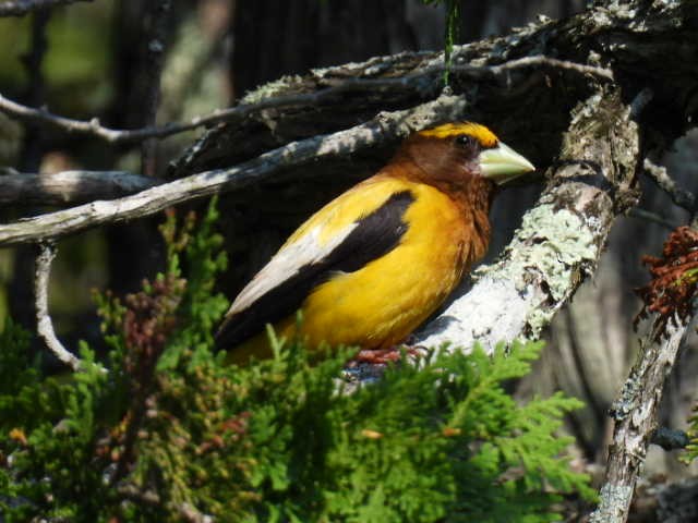Evening Grosbeak - ML640989713