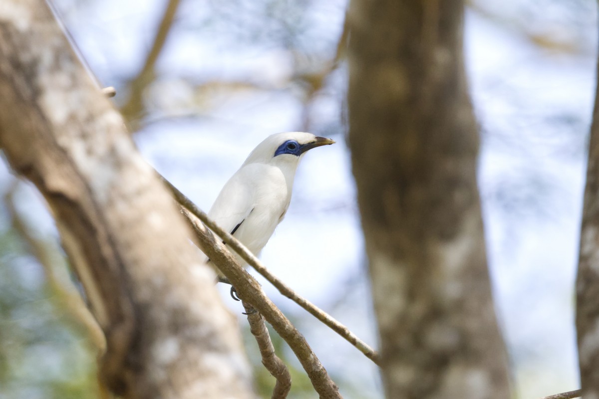 Bali Myna - ML640989732