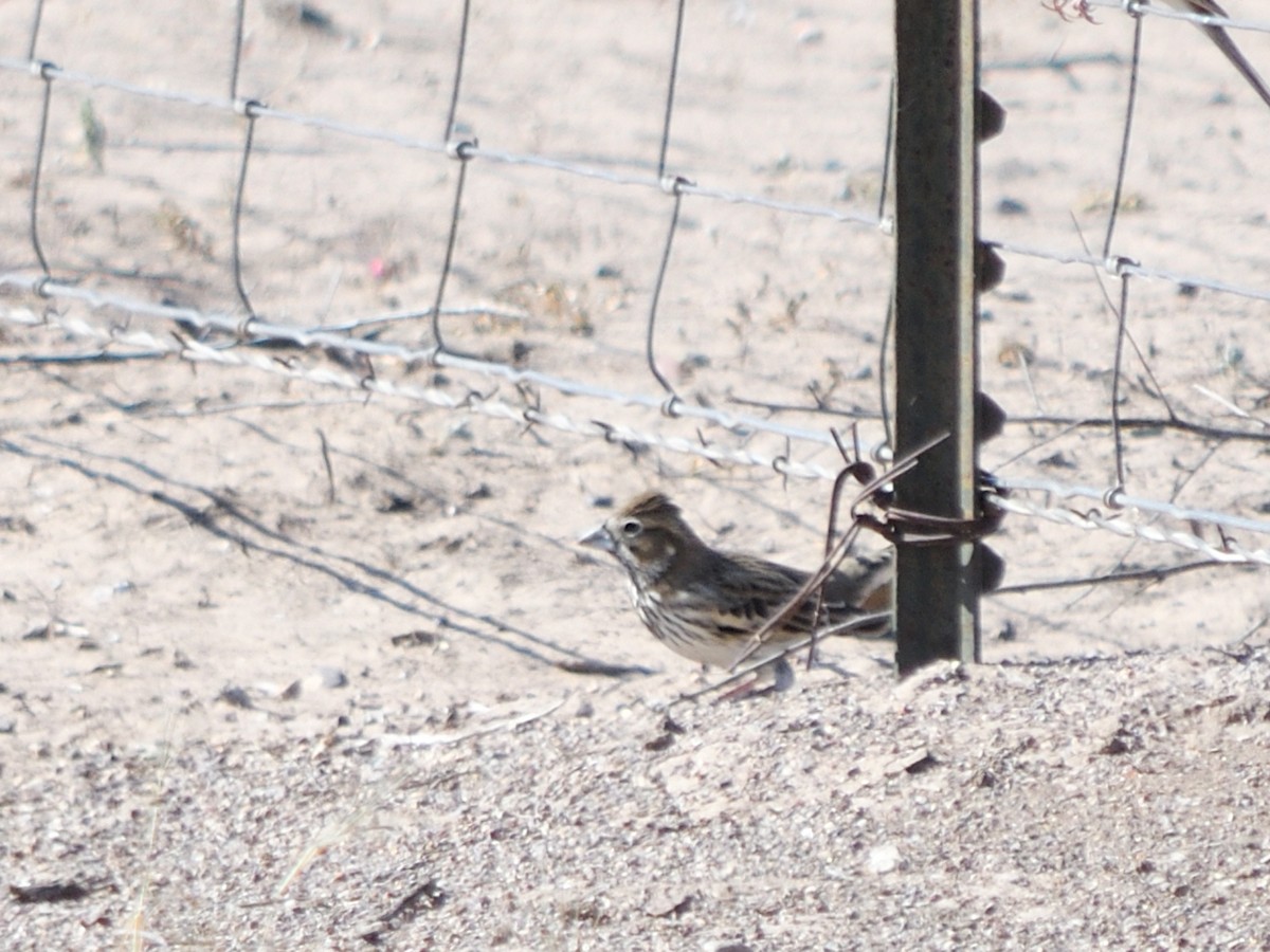 Lark Bunting - ML640989755
