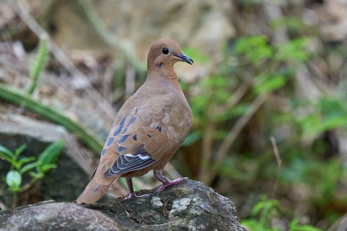Zenaida Dove - ML640989756