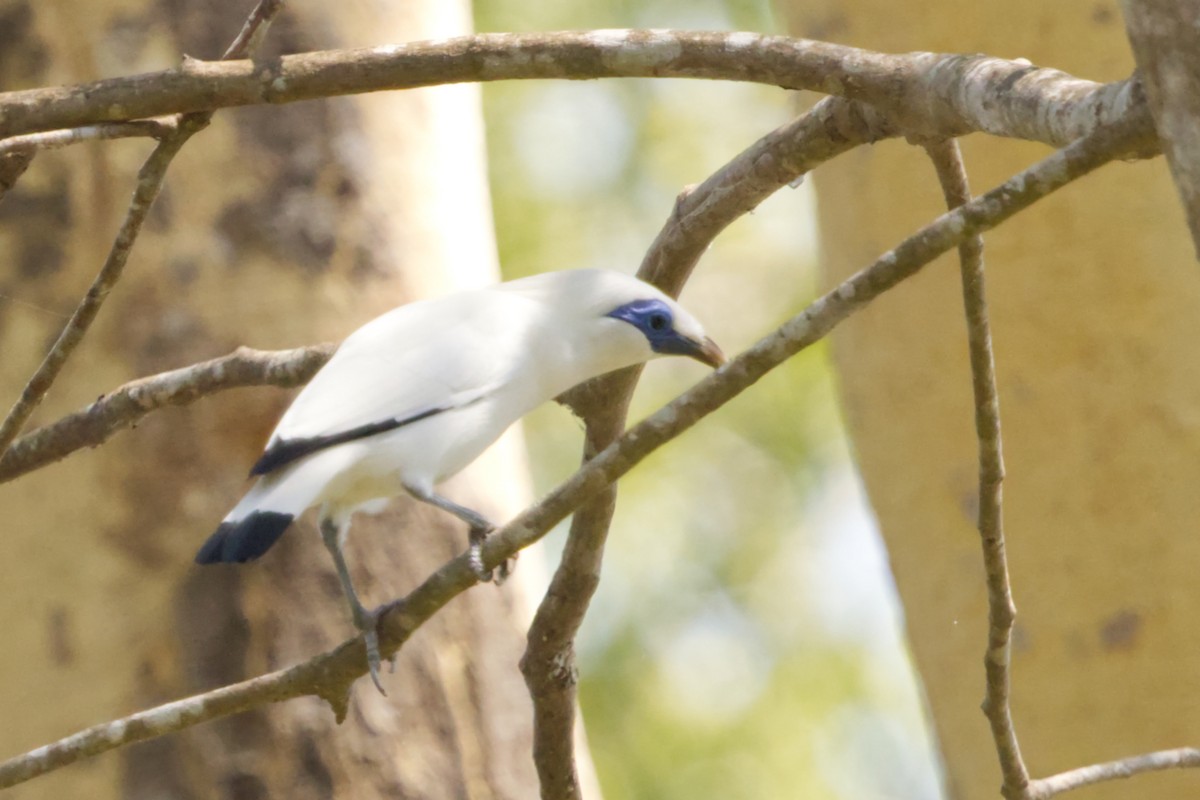 Bali Myna - ML640989766