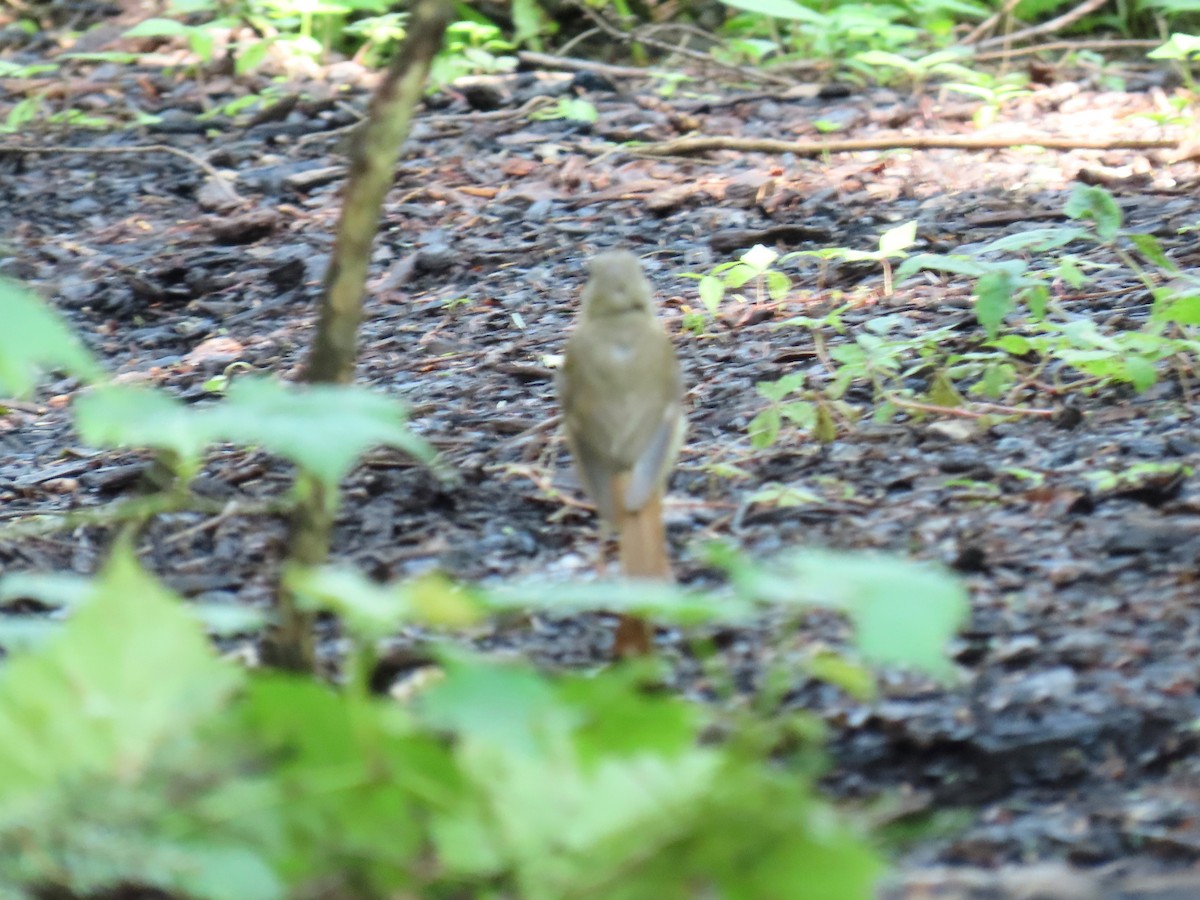 Hermit Thrush - ML640989771