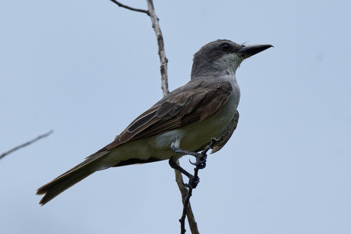 Gray Kingbird - ML640989774