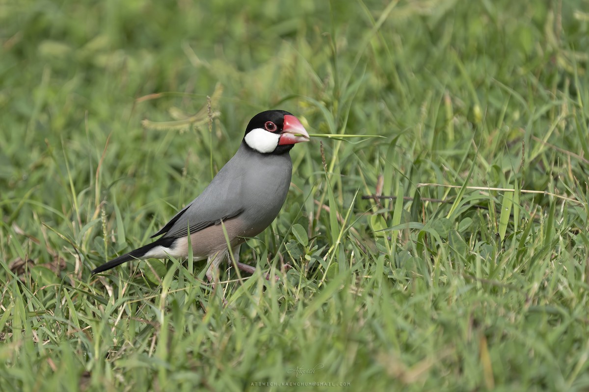 Java Sparrow - ML640989778