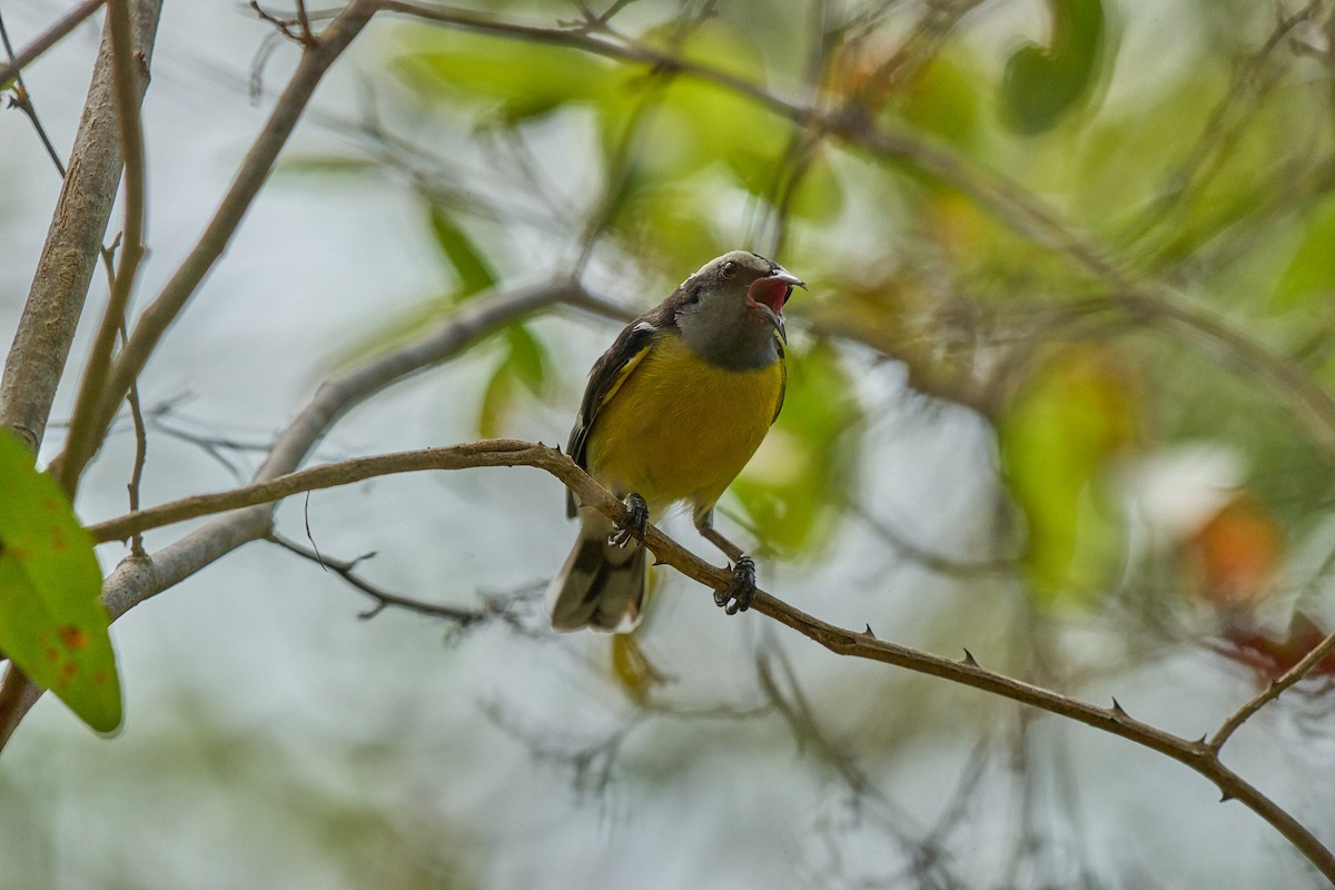 Bananaquit - ML640989779
