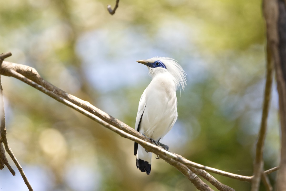 Bali Myna - ML640989804