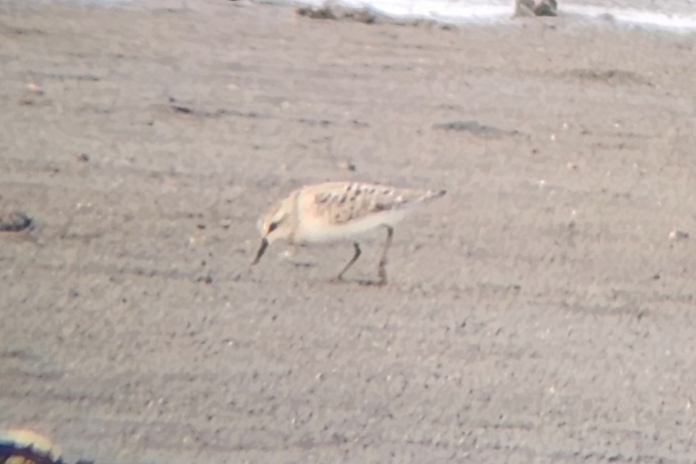 Sanderling - ML640989852