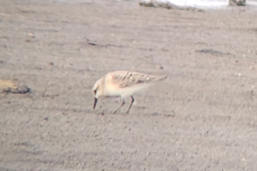 Sanderling - ML640989853