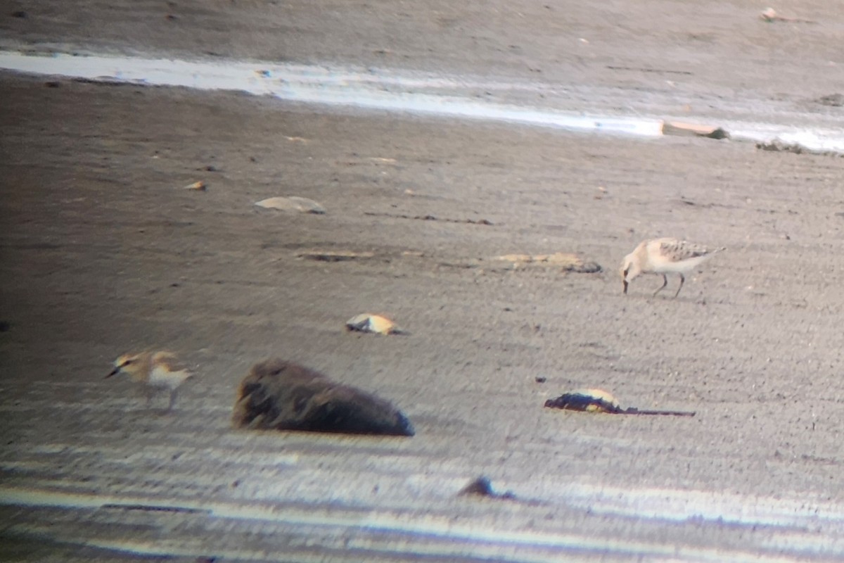 Sanderling - ML640989854