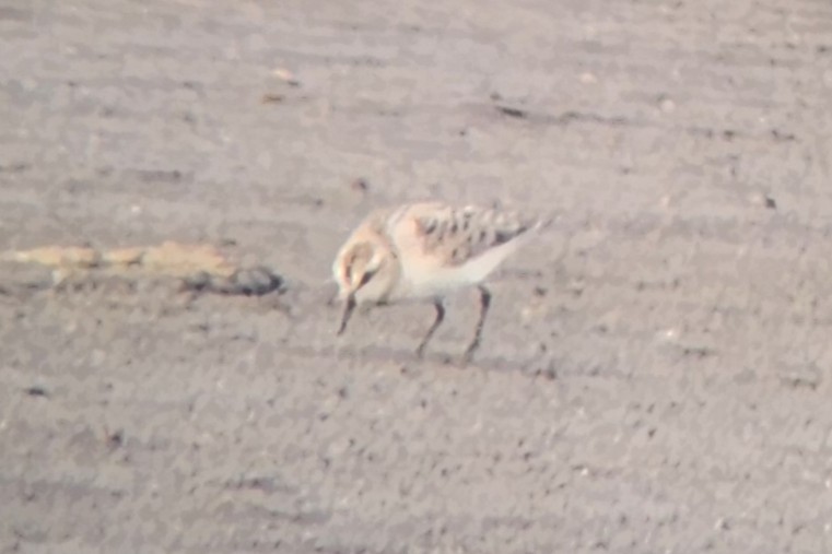 Sanderling - ML640989855