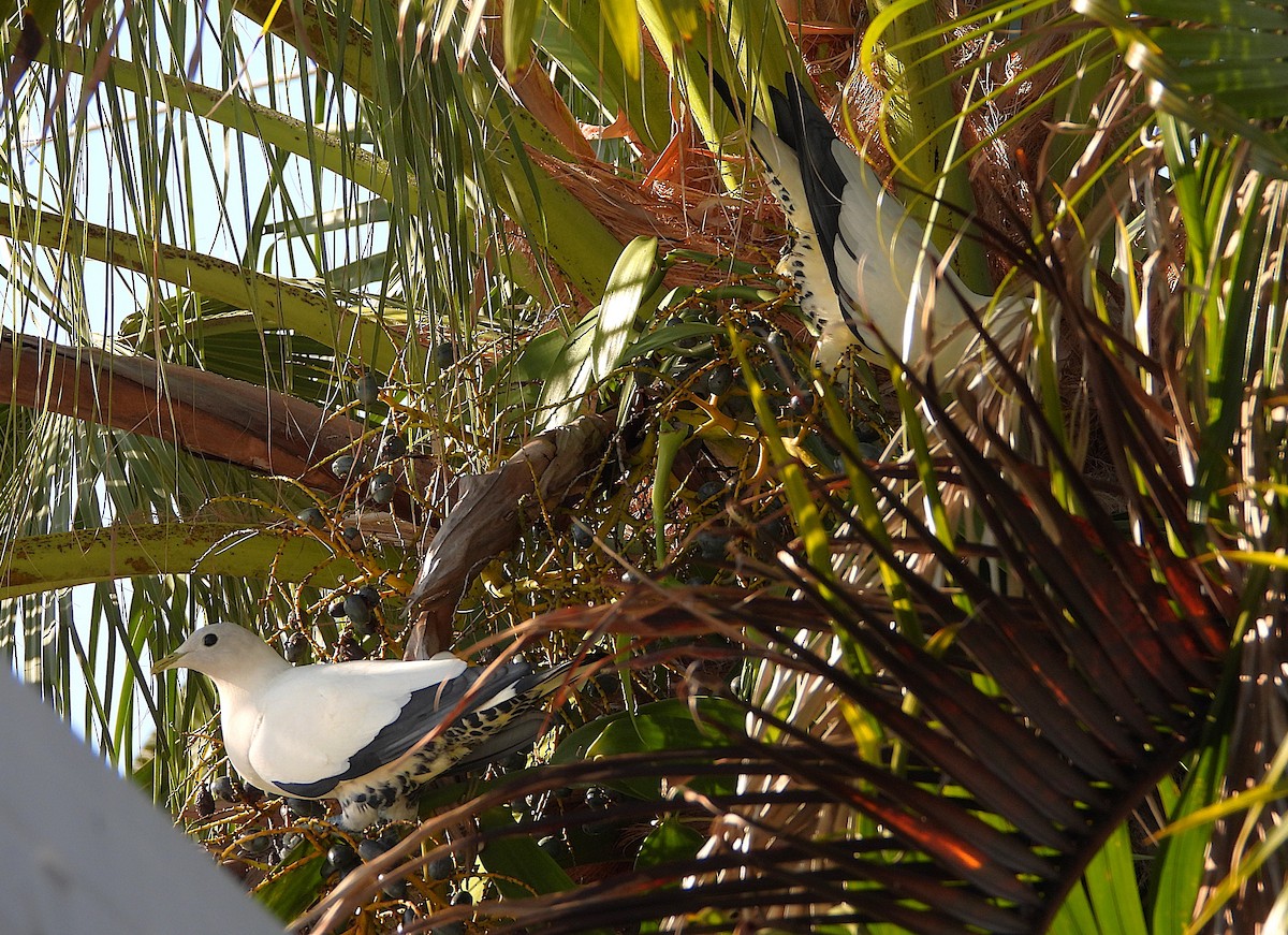 Torresian Imperial-Pigeon - ML640989884
