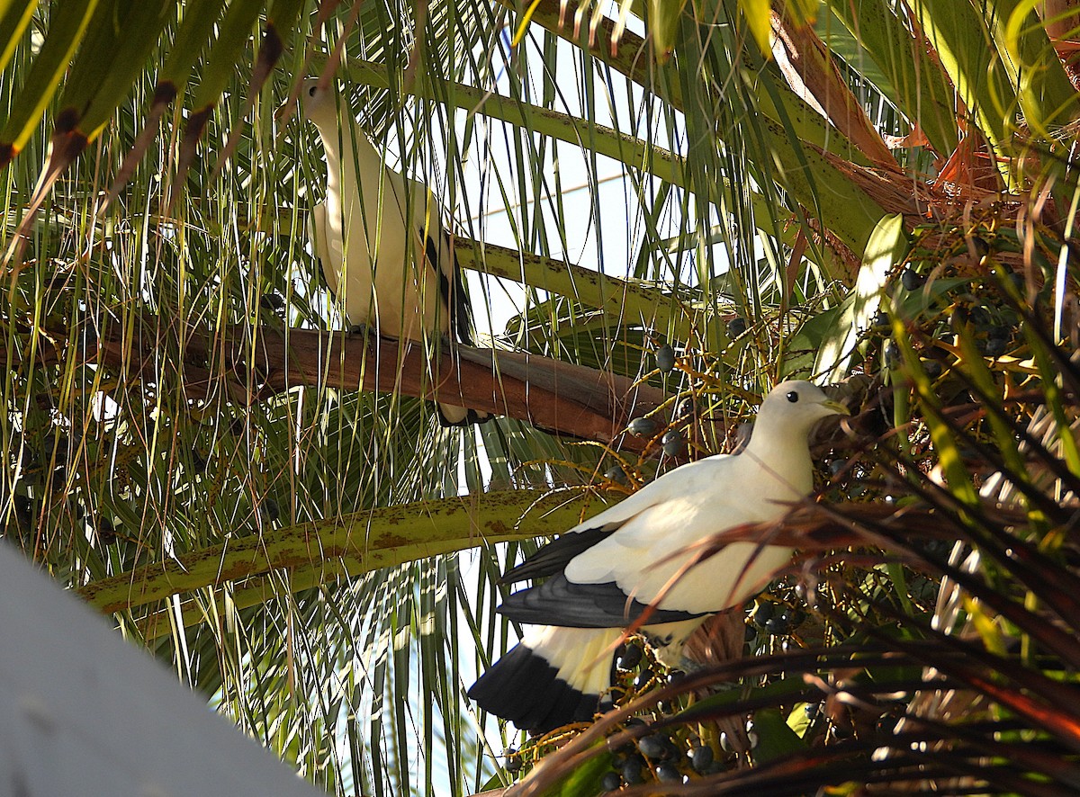 Torresian Imperial-Pigeon - ML640989887