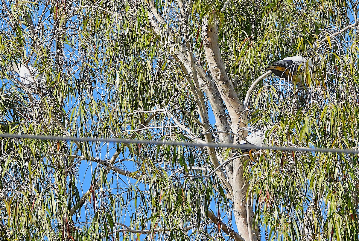 Torresian Imperial-Pigeon - ML640989907
