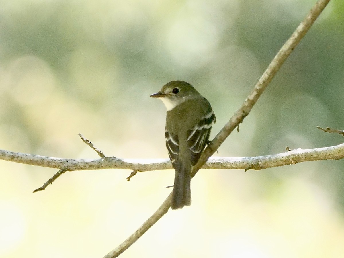 Least Flycatcher - ML640989909