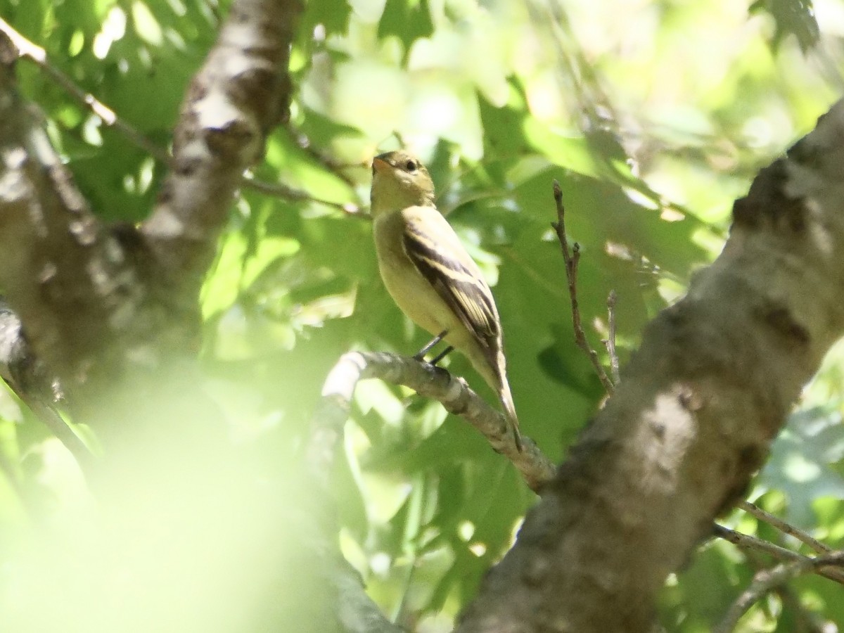 Yellow-bellied Flycatcher - ML640989910
