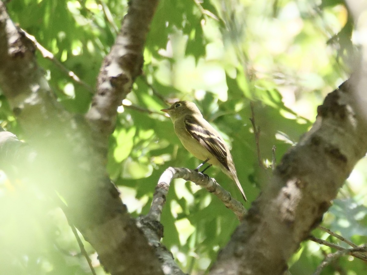 Yellow-bellied Flycatcher - ML640989911