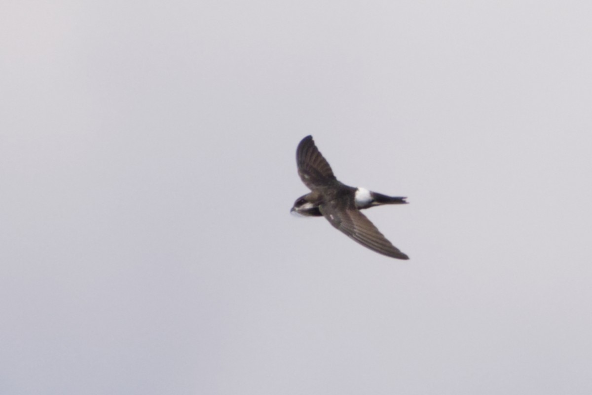 House Swift - ML640989939