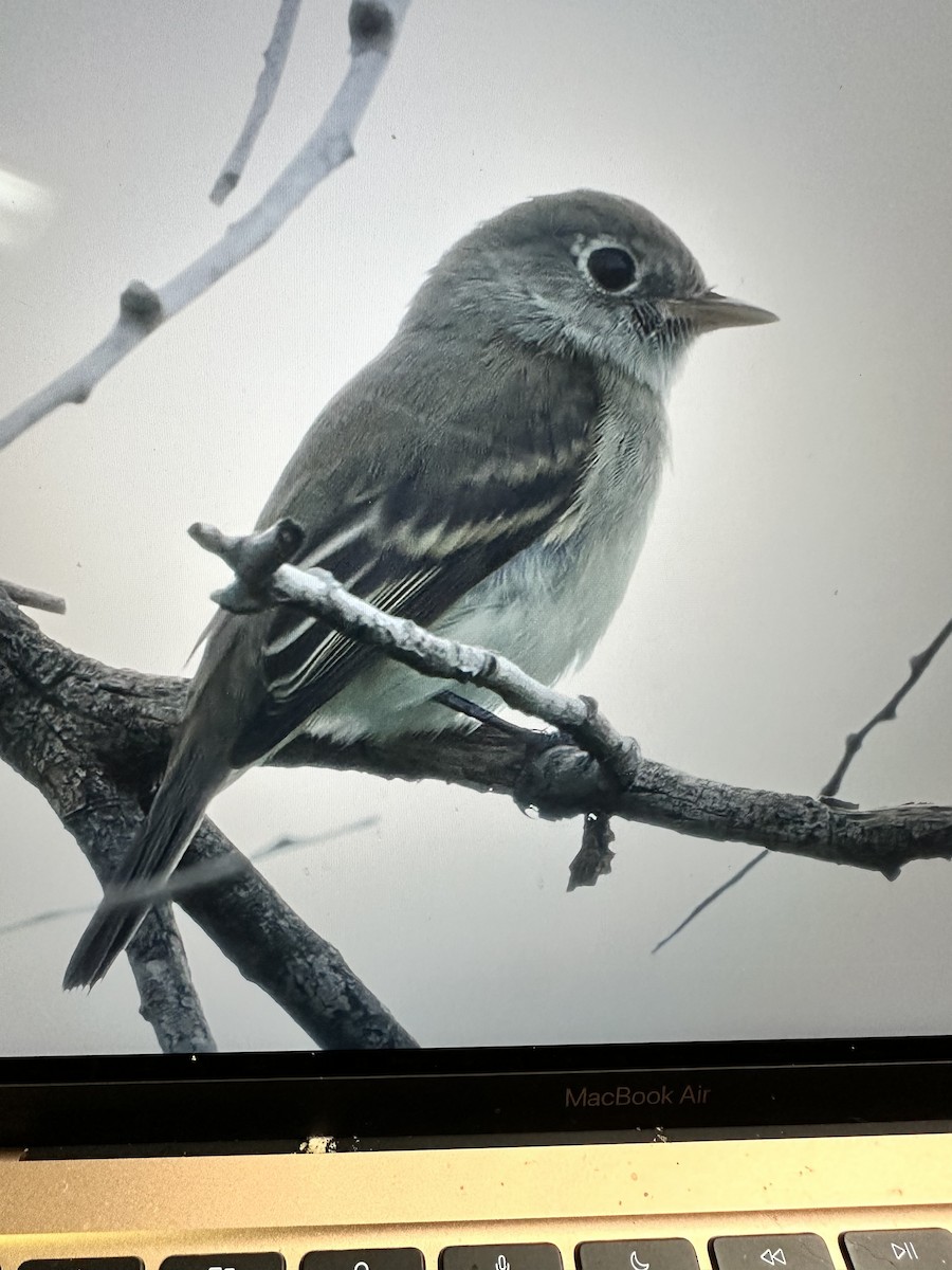 チビメジロハエトリ - ML640989980