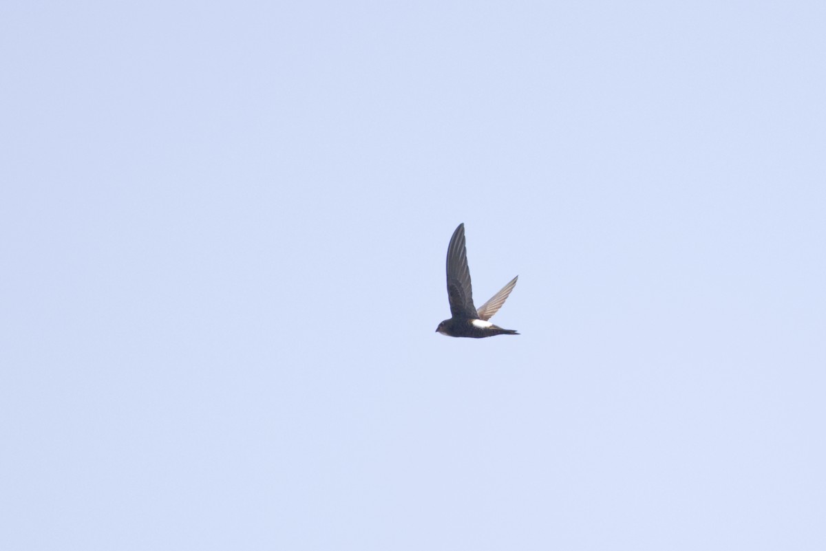 House Swift - ML640989982