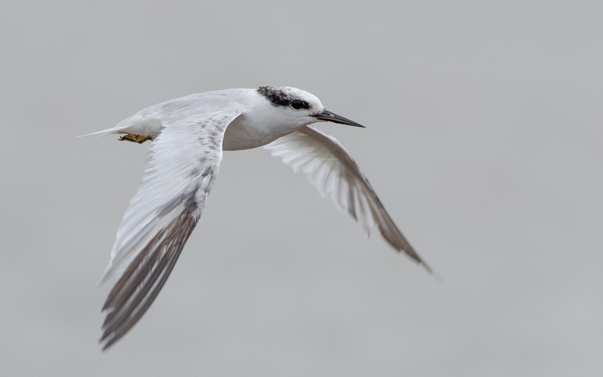 Saunders's Tern - ML640990019
